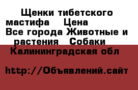 Щенки тибетского мастифа. › Цена ­ 30 000 - Все города Животные и растения » Собаки   . Калининградская обл.